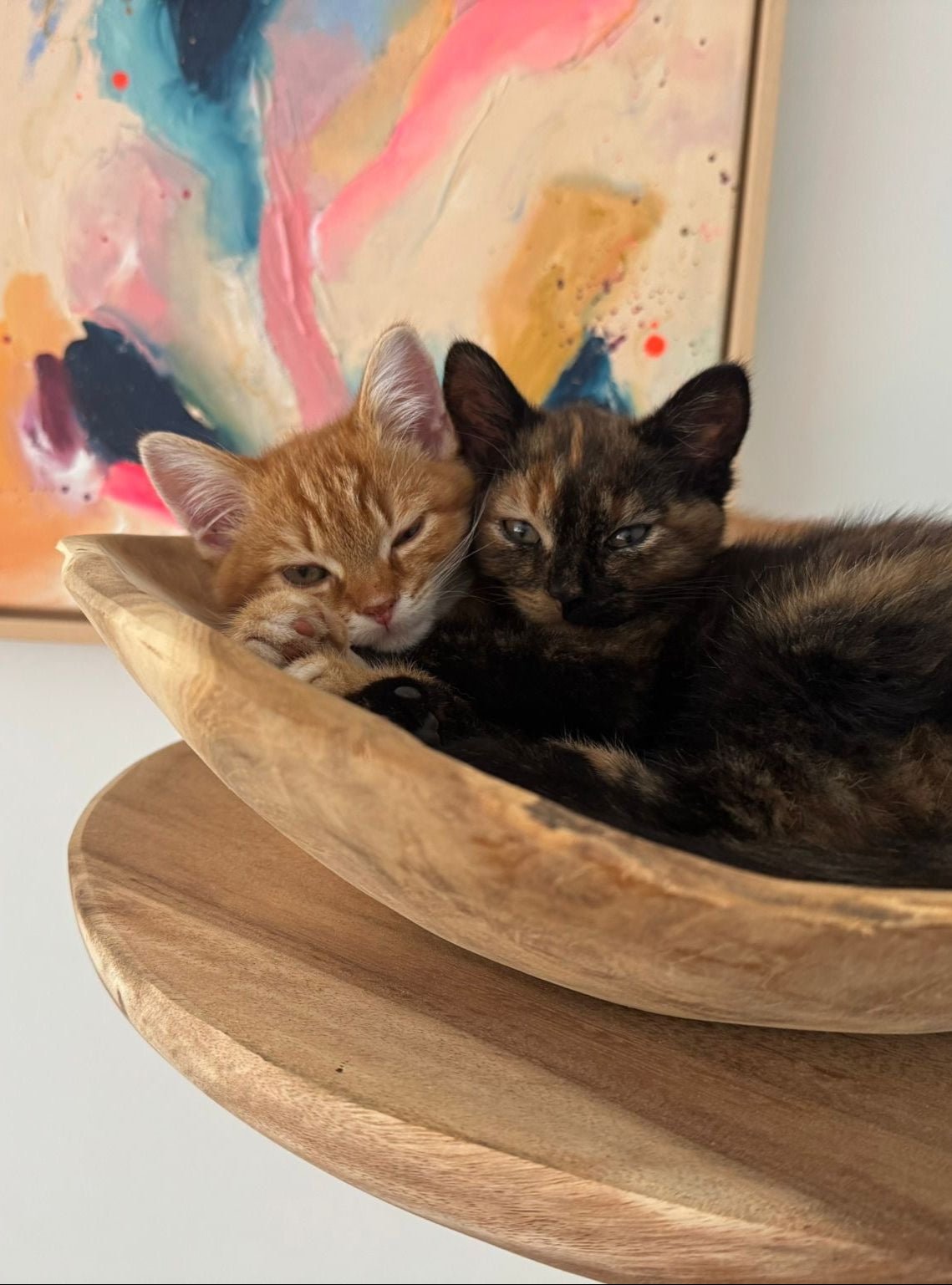 Suar Houten Kitten Krabpaal met Krabtouw - 55cm hoog - TropiCasa.nl