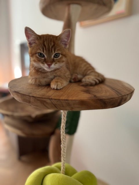 Suar Houten Kitten Krabpaal met Krabtouw - 55cm hoog - TropiCasa.nl